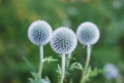 Close-up of dandelion flower on land