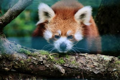 red panda