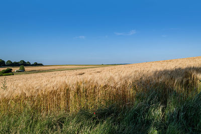 Scenic view of field against blue sky