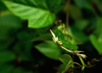 Close-up of insect on plant