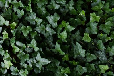 Full frame shot of plants