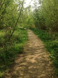 Footpath in forest