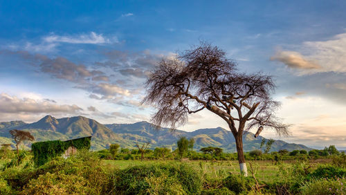 Tree on field against sky