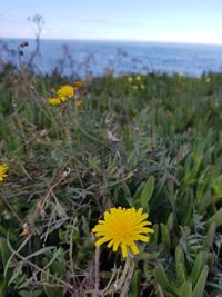 Close-up of yellow flowering plant on land