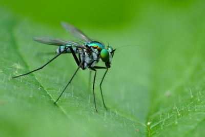 Close-up of fly on leaf