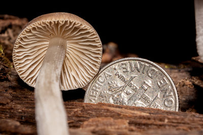Close-up of mushrooms