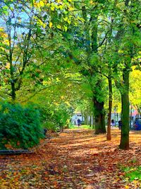 Footpath in park