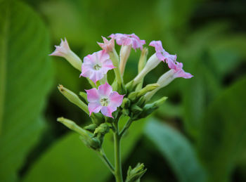 Close-up of pink flowering plant