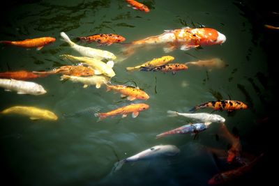 Fish swimming in sea