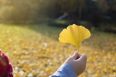 Close-up of hand holding yellow autumn leaves