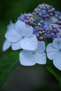 Close-up of pink flowers blooming outdoors