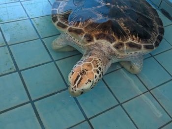 High angle view of turtle in sea