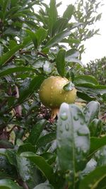 Low angle view of fruits on tree