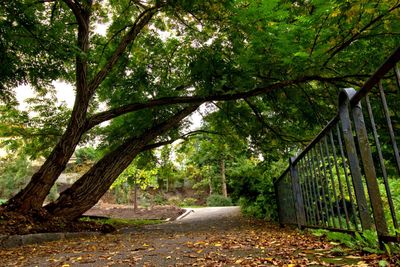 Trees in forest