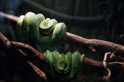 Two green pythons on the branch