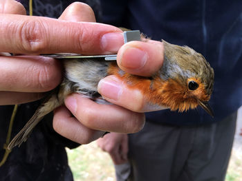 Cropped hand of man measuring robin wing