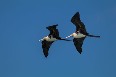 Low angle view of birds flying against clear blue sky