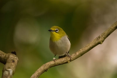 Close-up of bird perching on branch