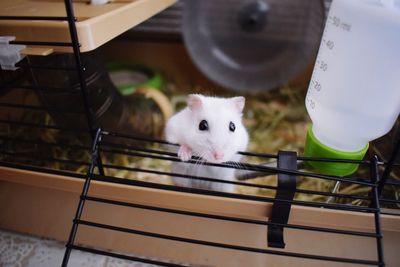 Portrait of white hamster on table