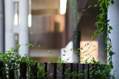 Close-up of plant against building