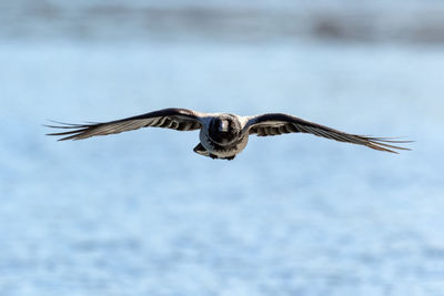 Close-up of crow flying over water
