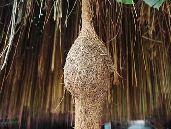 Close-up of dry leaves hanging on roof