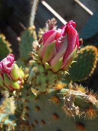 Close-up of pink succulent plant