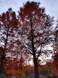 Low angle view of trees in forest against sky