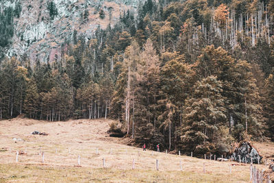 Pine trees in forest