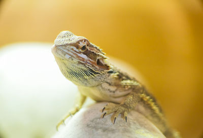 view of komodo