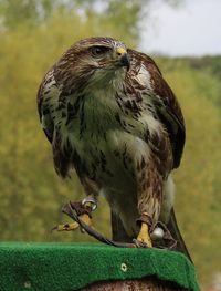 Hawk at a falconry club