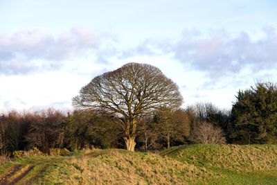 Bare trees on field against sky