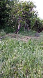 Trees growing on field