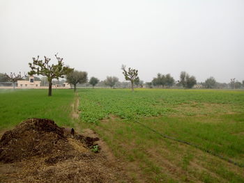 Scenic view of field against clear sky