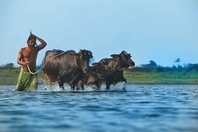 Side view of cow standing in lake