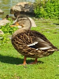 Close-up of duck on field