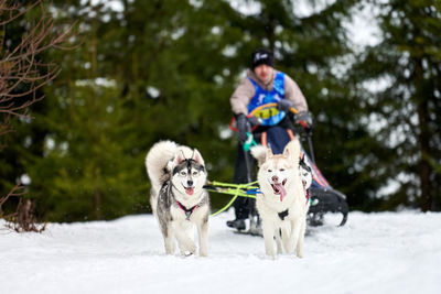 View of a dog on snow covered landscape