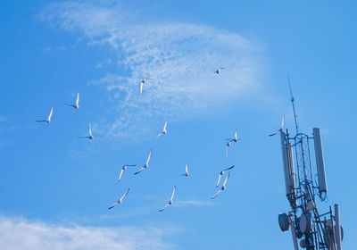 Low angle view of seagulls flying in sky