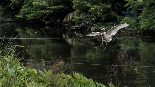 Bird flying over lake