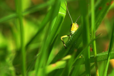 Close-up of insect on grass