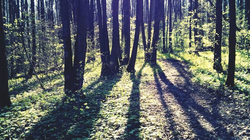 View of trees in forest
