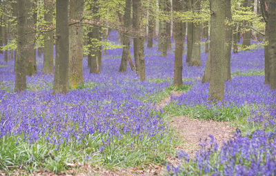 Purple flowers growing on field