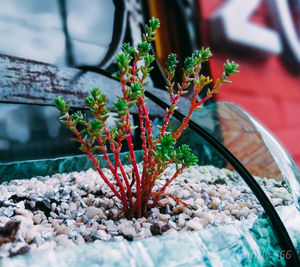 Close-up of potted plant