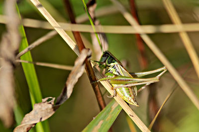 Close-up of insect on leaf