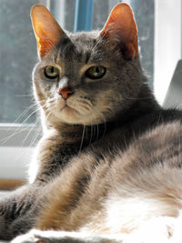 Close-up of a cat looking away