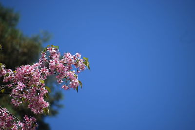 Low angle view of pink flowers blooming against clear blue sky
