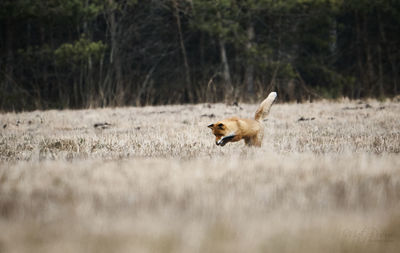 Side view of deer running on field