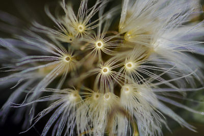 Full frame shot of dandelion