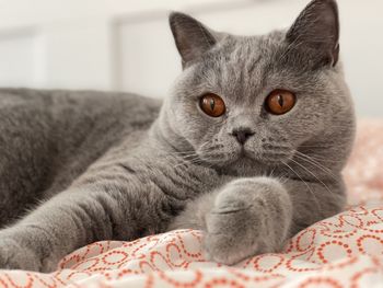 Close-up portrait of cat