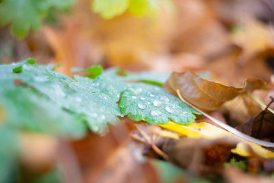 Closeup macro photo of leaves and grass in the autumn forest